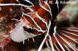 Lionfish by night at Tapu.D50/105mm (Borabora) by Moeava De Rosemont 